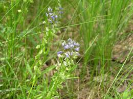 Attēlu rezultāti vaicājumam “Polygala vulgaris leaf”