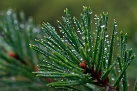 Attēlu rezultāti vaicājumam “Pinus sylvestris leaf”