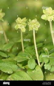 Attēlu rezultāti vaicājumam “Adoxa moschatellina flower”