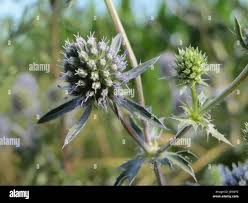 Attēlu rezultāti vaicājumam “Eryngium planum leaf”