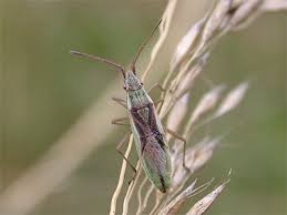 Attēlu rezultāti vaicājumam “Myrmus miriformis”