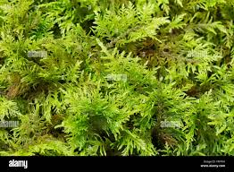 Attēlu rezultāti vaicājumam “Thuidium assimile”