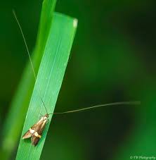 Attēlu rezultāti vaicājumam “Adela cuprella”