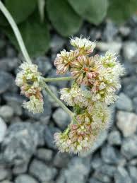 Attēlu rezultāti vaicājumam “Eriophorum latifolium leaf”
