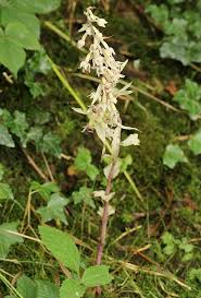 Attēlu rezultāti vaicājumam “Epipactis helleborine”