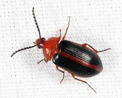 Attēlu rezultāti vaicājumam “Alleculidae”