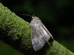 Attēlu rezultāti vaicājumam “Tetheella fluctuosa”