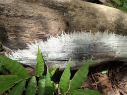 Attēlu rezultāti vaicājumam “Steccherinum fimbriatum”