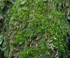 Attēlu rezultāti vaicājumam “Serpoleskea confervoides”