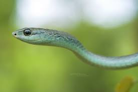 Attēlu rezultāti vaicājumam “Serpentes”