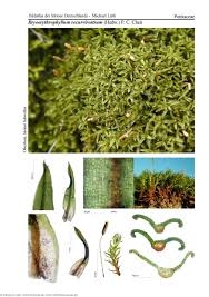 Attēlu rezultāti vaicājumam “Bryoerythrophyllum recurvirostrum”