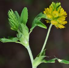 Attēlu rezultāti vaicājumam “Trifolium aureum leaf”