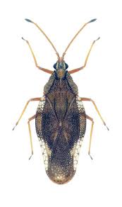 Attēlu rezultāti vaicājumam “Physatocheila smreczynskii”