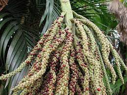 Attēlu rezultāti vaicājumam “Galium rivale fruit”