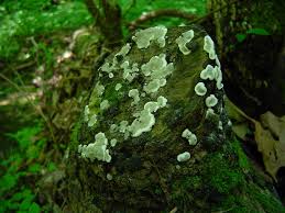 Attēlu rezultāti vaicājumam “Kretzschmaria deusta”