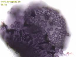 Attēlu rezultāti vaicājumam “Cribraria violacea”