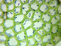 Attēlu rezultāti vaicājumam “Calypogeia azurea macro”