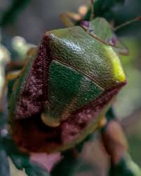 Attēlu rezultāti vaicājumam “Palomena prasina”