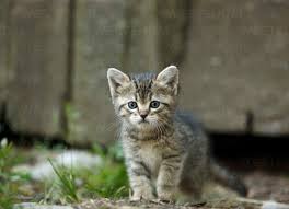 Attēlu rezultāti vaicājumam “Felis silvestris catus”