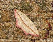 Attēlu rezultāti vaicājumam “Timandra comae”