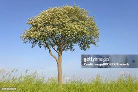 Attēlu rezultāti vaicājumam “Sorbus aria”