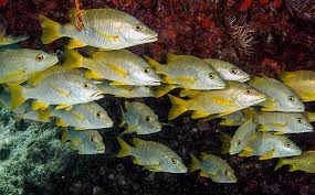 Image result for Lutjanus apodus