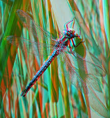 Attēlu rezultāti vaicājumam “Brachytron pratense”