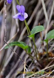 Attēlu rezultāti vaicājumam “Viola rupestris flower”