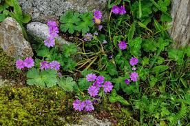 Attēlu rezultāti vaicājumam “Geranium pyrenaicum flower”