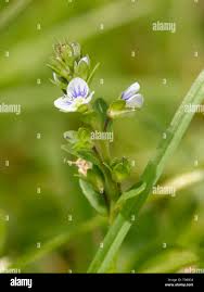 Attēlu rezultāti vaicājumam “Veronica serpyllifolia bud”