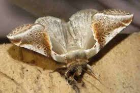 Attēlu rezultāti vaicājumam “Habrosyne pyritoides”