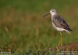 Attēlu rezultāti vaicājumam “Tringa stagnatilis adult”