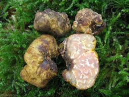 Attēlu rezultāti vaicājumam “Pachyphloeus melanoxanthus”