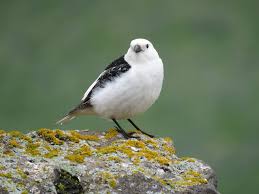 Attēlu rezultāti vaicājumam “Plectrophenax nivalis adult”