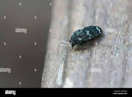 Attēlu rezultāti vaicājumam “Megatoma undata”