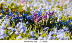 Attēlu rezultāti vaicājumam “Erythronium sibiricum flower”