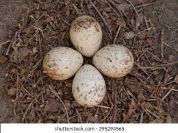 Attēlu rezultāti vaicājumam “Gallinago gallinago eggs”