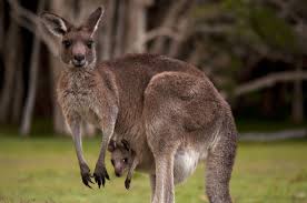 Image result for Reading Kangaroos