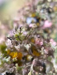 Attēlu rezultāti vaicājumam “Physcia adscendens”