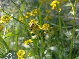 Attēlu rezultāti vaicājumam “Bunias orientalis”