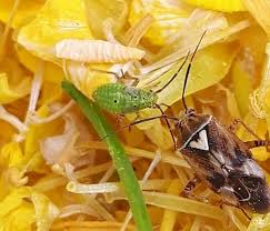 Attēlu rezultāti vaicājumam “Lygus nymph nymph”