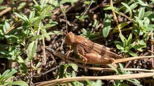 Attēlu rezultāti vaicājumam “Oedipoda caerulescens”