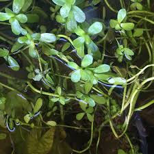 Attēlu rezultāti vaicājumam “Callitriche verna”