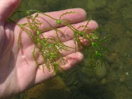 Attēlu rezultāti vaicājumam “Najas major”