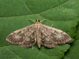 Attēlu rezultāti vaicājumam “Anania lancealis”