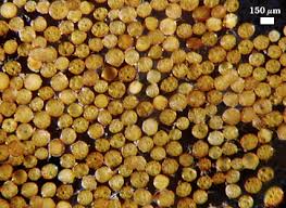 Attēlu rezultāti vaicājumam “Gulielmina vermicularis spores”