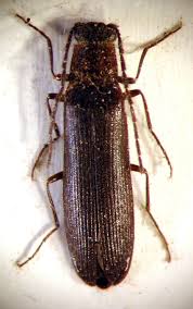 Attēlu rezultāti vaicājumam “Athous sp.”