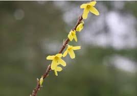Attēlu rezultāti vaicājumam “Forsythia intermedia flower”