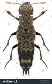 Attēlu rezultāti vaicājumam “Ontholestes murinus”