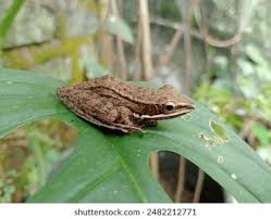 Attēlu rezultāti vaicājumam “Ranidae”